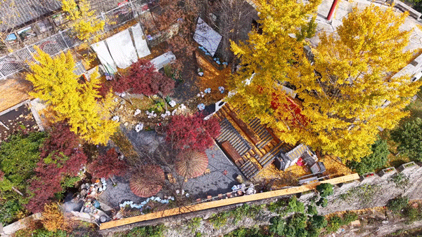 红了！武汉5000余亩红叶树，集体变色