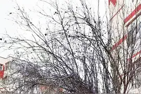 上百只麻雀为何扎堆一棵树上图片