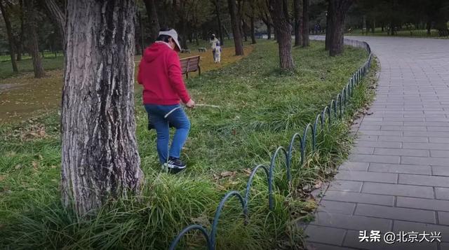 去趟天坛，捡了十几斤核桃……“暴力式”捡秋，“进货式”捡秋……煞风景！