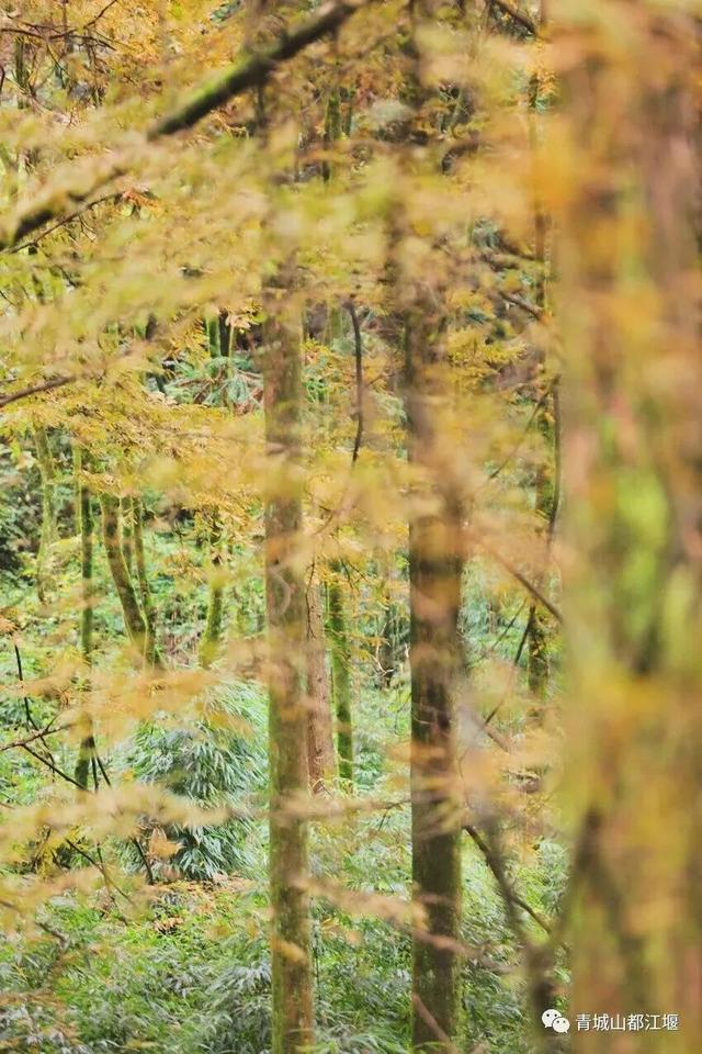 美疯！我就说初冬的都江堰有真东西！