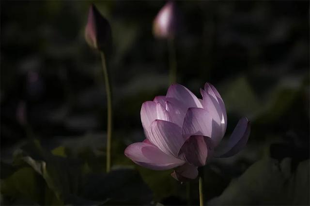 镜瞰秦州·荷韵