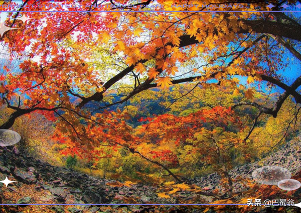 我的家乡：南江光雾山的红叶，层林尽染。