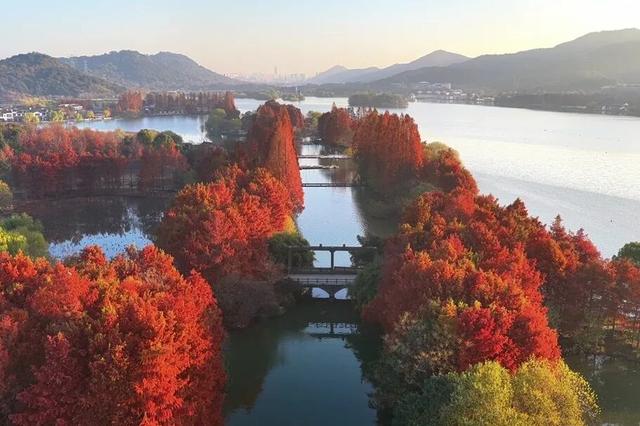 当水杉红遇上元旦红，这个假期来湘湖点亮新年希望~