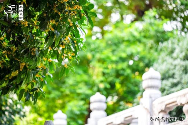 秋日南京，金色相逢