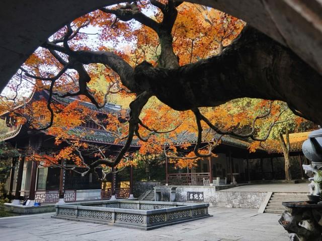 避开人潮寻秋色 | 我在杭州虎跑公园，邂逅一场红叶缄默的盛宴