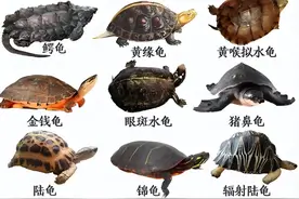 世界常见十大名龟，你见过几种？图片