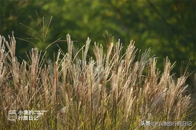 天晴啦！西安第一波红叶已上线！这片秘境小森林，又到一年最美时
