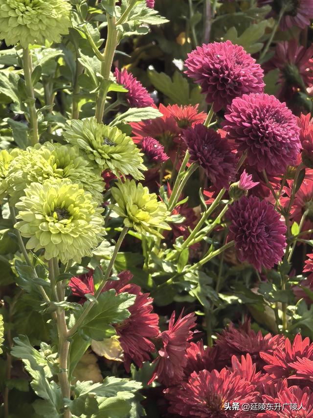 常州城东横山桥白龙观 冬日菊花节 采菊东篱下，悠然见横山