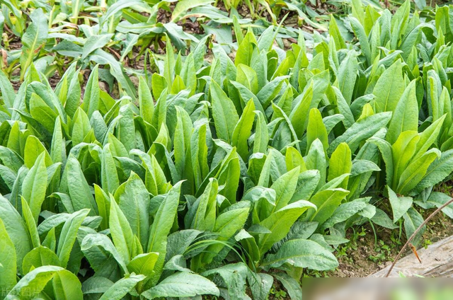 7月底到8月适合种什么菜？这些要赶紧种植了，别错过最佳播种时间