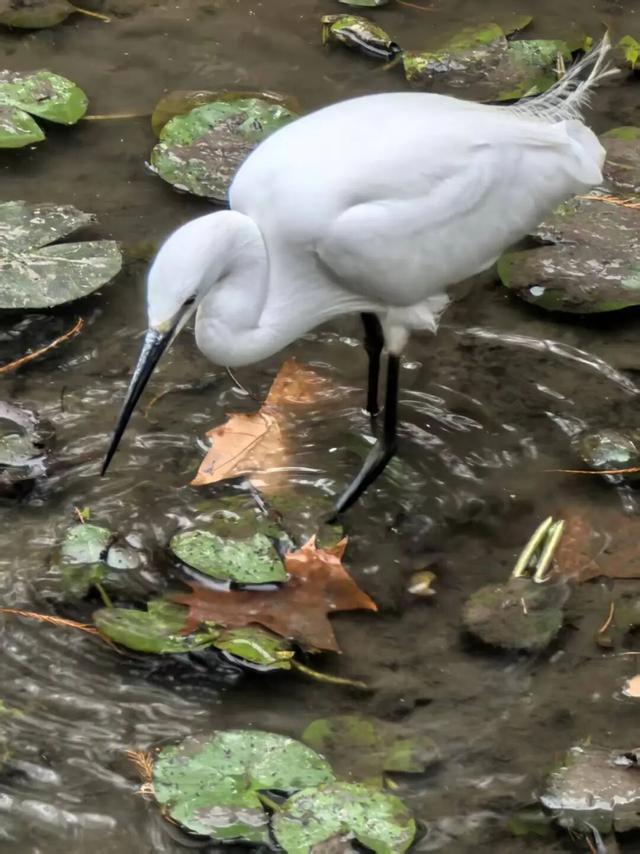 油画般的徐汇秋色，来了！