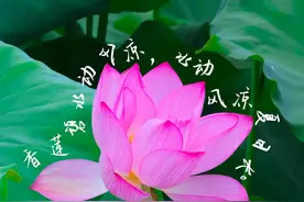 阅“呈”记｜呈贡的荷花，开在了心巴上～图片