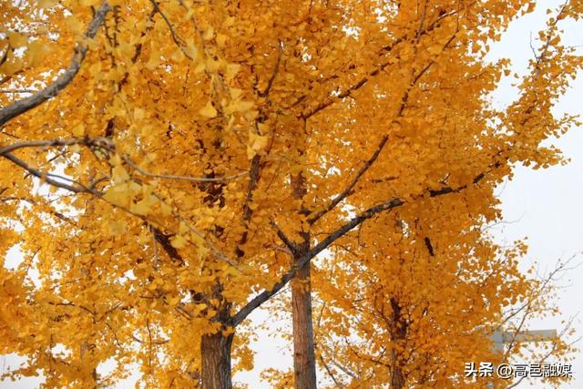 银杏染金藏暖意 中兴公园解锁初冬限定温柔