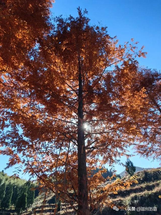 邂逅初冬醉美泽雅风情!藏于乡野的冬日艳遇,每个转角都有惊喜!