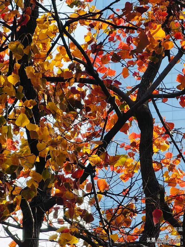 市府路的这几颗乌桕树,你见过吗?现在正是最美的时候!