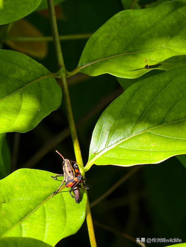 马来西亚(32)砂拉越州⑥世界遗产尼亚洞窟探险