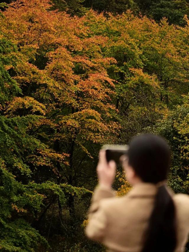 我竟然发现，唐家河红叶居然如此好看！
