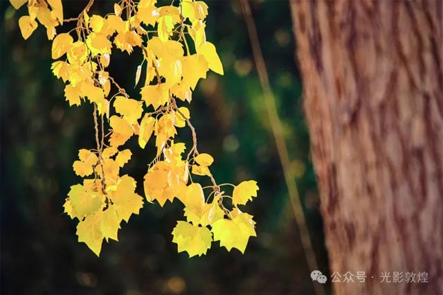 【近距离看敦煌】给党河风情线的秋色来个特写