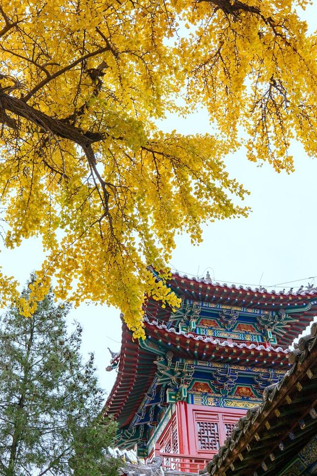 全郑州人都在等的银杏，黄了