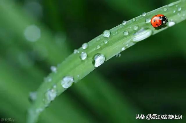 今日“处暑”，老人说最怕“处暑一日雨”，处暑下雨啥预兆？