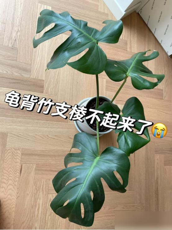 阴花不能进阳宅，家里若有这5种花，请赶紧“搬出去”！