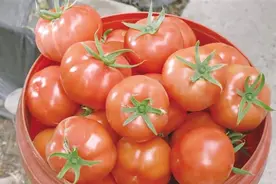 玉门：普罗旺斯西红柿迎来采收期图片