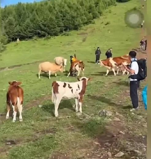 五台山牛群围攻踩踏游客,景区拒绝赔偿,画面流出,网友怒斥活该