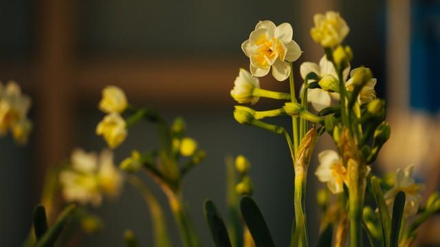 十二星座所代表的花，与花语，分别是什么？