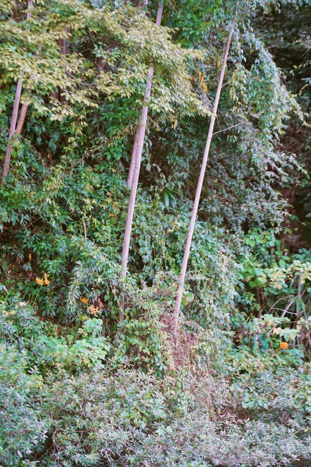 解锁初秋遛娃新花样！登山、溯溪、竹筏漂流……带娃玩转丹霞山水间