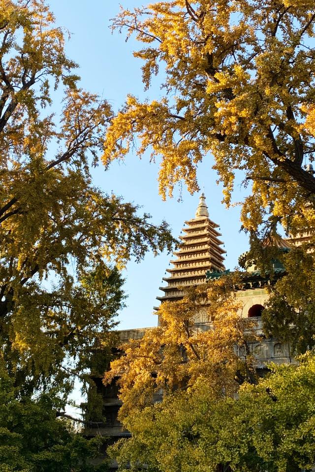 博物馆秋之旅丨博物馆限定！这些古建里的绝美秋色不可错过——