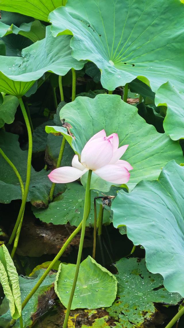 碧波荡漾，荷叶圆圆，荷花飘香