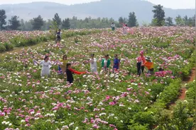 上春山 看花海——阳宗镇邀您共享花海盛宴图片