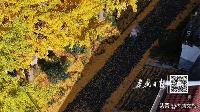 银杏黄了!孝感最美打卡地藏在这里,快来拍同款!