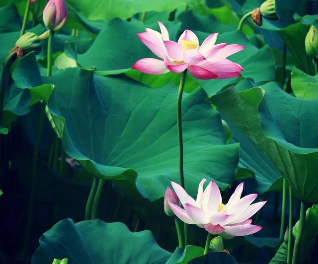 美丽西和 “荷”你有约