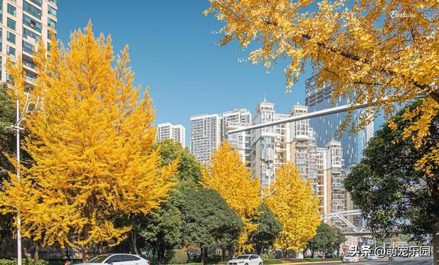 地铁B口现金色烟花，连看3天被治愈，错过银杏暴击后悔一整年
