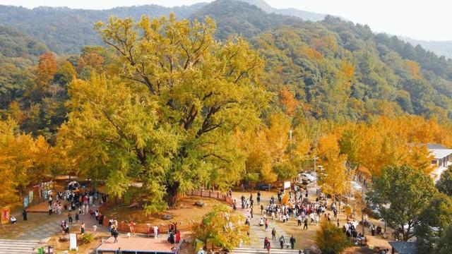 跟着赛事游随县丨大洪山顶级赏秋地更新！银杏最佳观赏期已到！