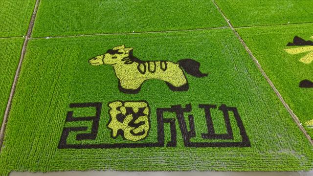 辉南县楼街乡藏着一片“稻”梦空间