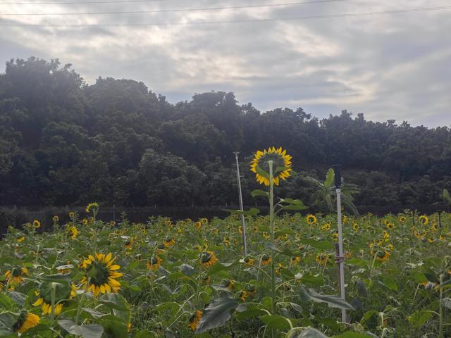 环西丽湖绿道骑行慢行随拍-动个好奇心
