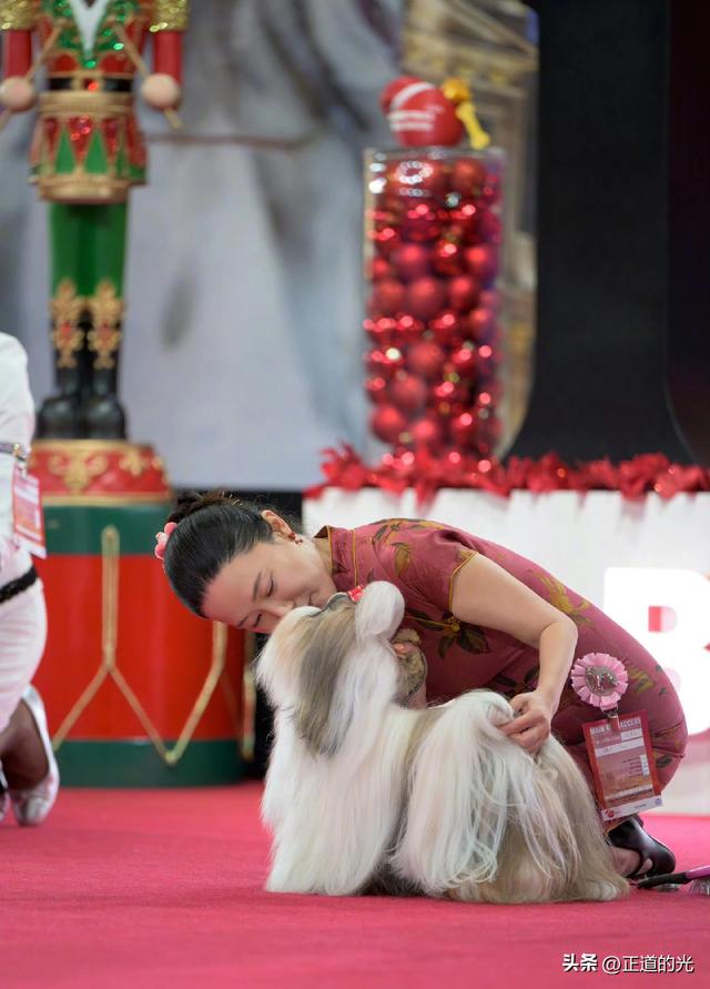 霍思燕穿旗袍携爱犬夺冠前凸后翘丰乳肥臀 难怪杜江对她生理性喜欢