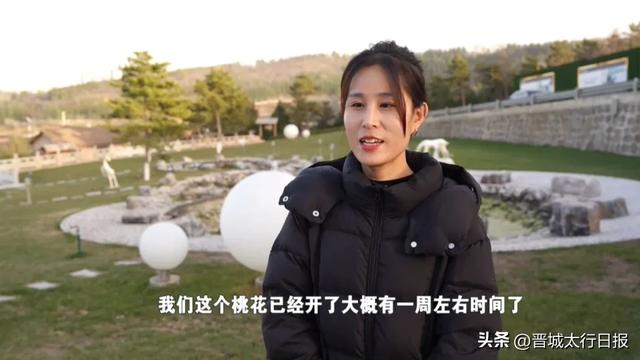 晋城吴王山现奇景：大冬天桃花开了！