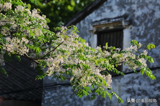 到无锡“楝城"去走走，看紫色，闻花香