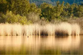 曾国藩：成大事者，必历经三种淬炼图片