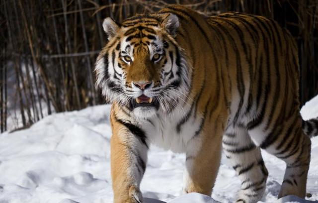 中俄东北虎数量差距断崖：俄罗斯700只，中国的数量令人意外！