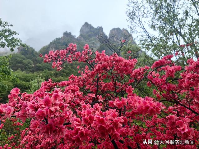藏不住了！河南汝阳10万亩野生杜鹃花海迎盛花期