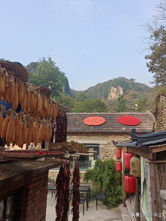 无为在歧路，柿岩之红叶