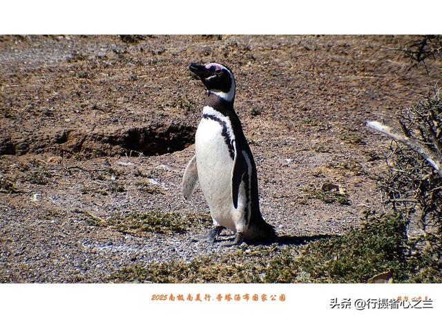 南极南美三国行游影记（77）—阿根廷旁塔汤布国家公园（四）