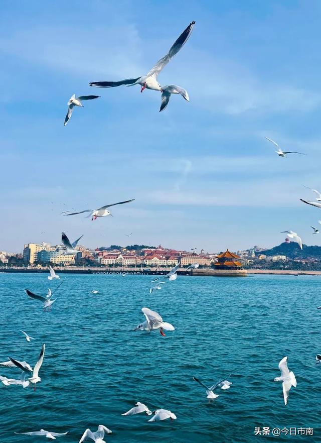 冬日限定浪漫！跟着蒋欣去海上喂海鸥！