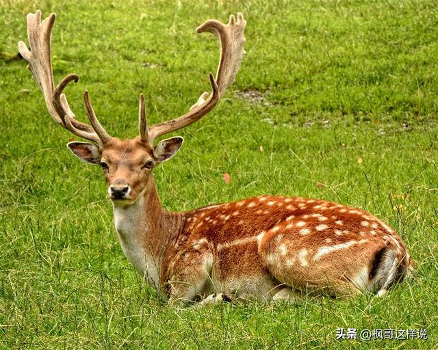 包头人的骄傲！亚洲最大的城中草原赛汗塔拉，外地人来了都惊叹