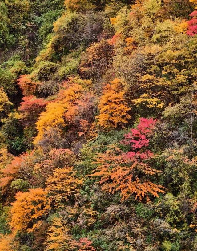 【美丽四川】平武天母湖，邂逅一场彩林与碧水的秋日盛宴‖柳红樱