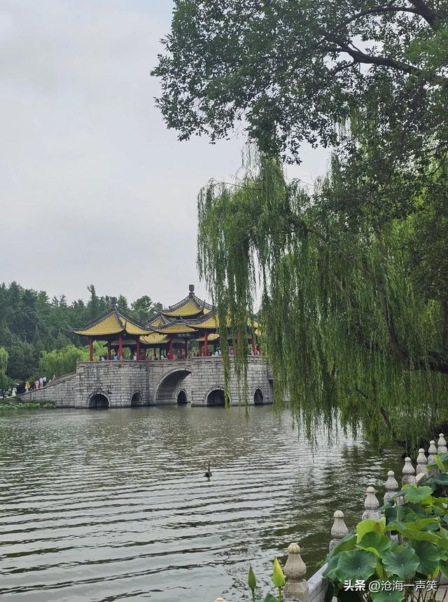 扬州廋西湖，挺拔的池杉，狭长的小湖，翠绿的垂柳，碧绿的何花
