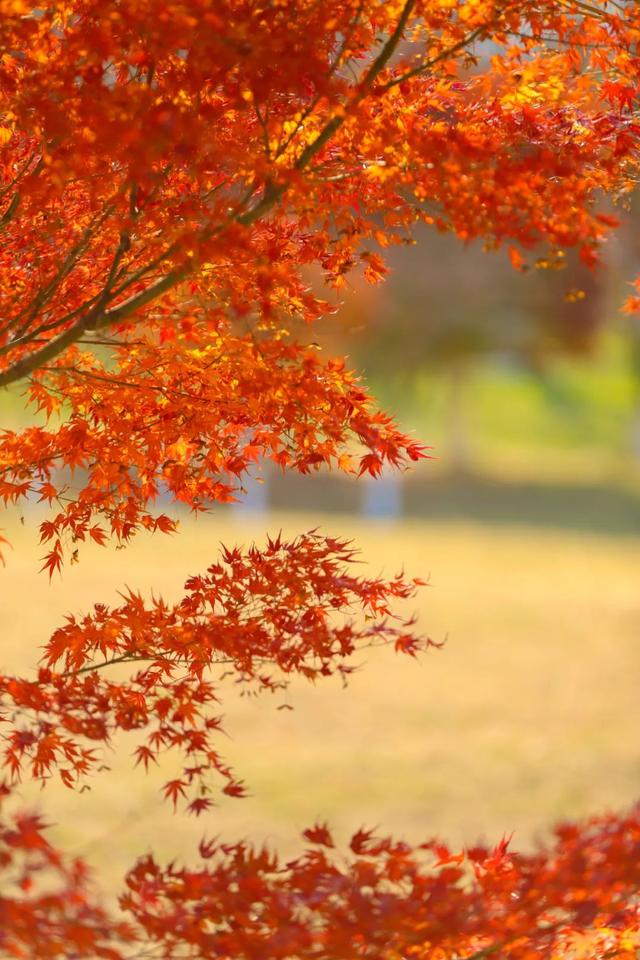 烟台秋日绝色盛宴筹备中，走！寻秋去！